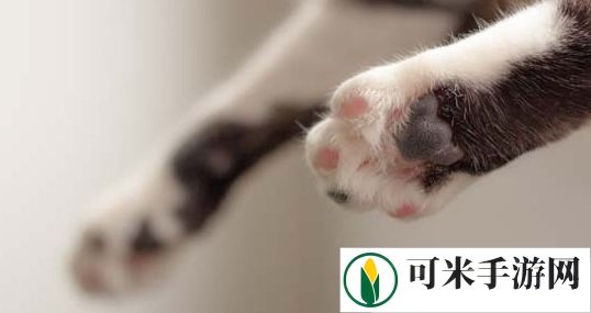 淘宝每日一猜1.10今日答案 为何猫咪喜欢捕食老鼠答案解析